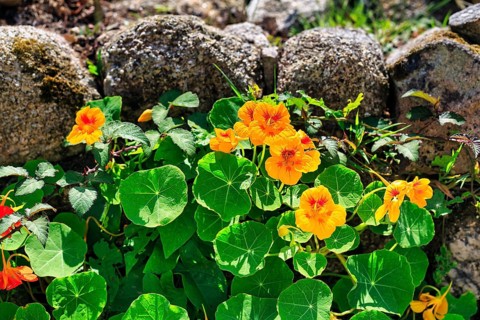 Flowering nasturtium