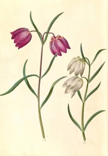 Chess flower
