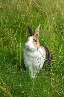 Dutch rabbit sitting in the grass