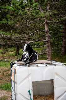 A goat lying comfortably on a bin