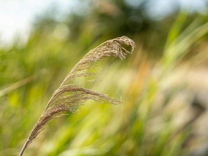 Common reed