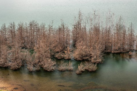 Trees in Lake Sedlitz