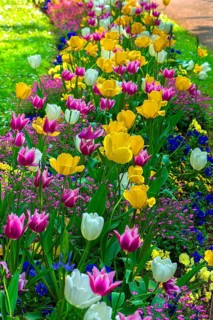 Tulip blossoms