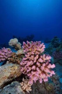 Pawpaw Coral