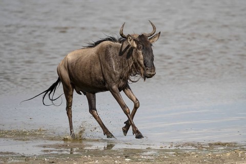 Wildebeest