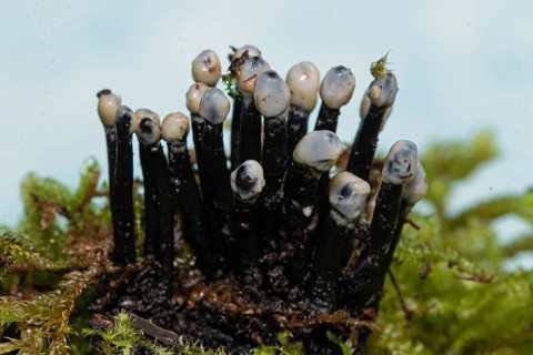 Conidia black cup secondary fruit form several black rough stems and egg-shaped milk-white heads next to each other on tree stump with green moss against blue sky
