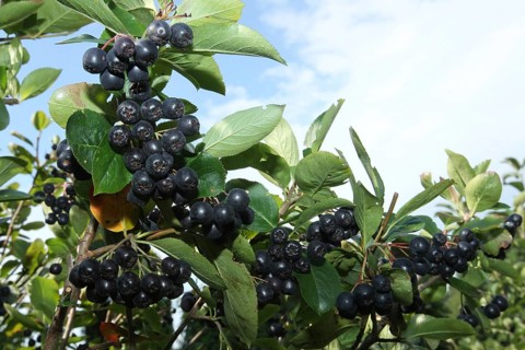 Aronia or chokeberry