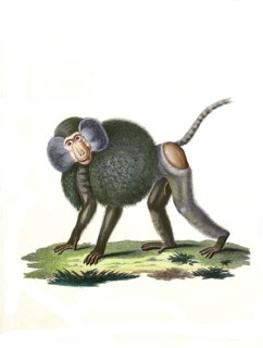 Mammals