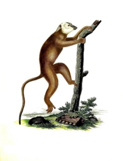 Mammals