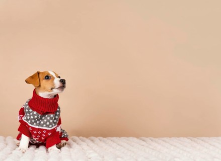 Cute dog wearing sweater
