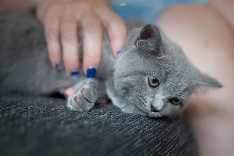 British Shorthair male