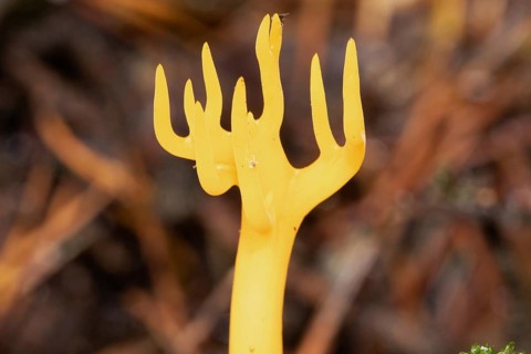 Sticky hornling branchy yellow fruiting body