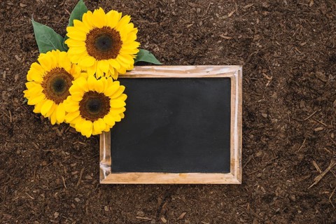 Gardening composition with sunflowers blank slate