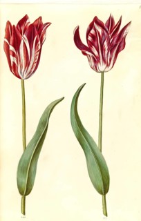 Garden tulip