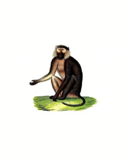 Mammals