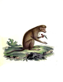 Mammals