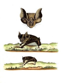Mammals