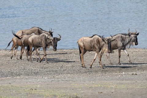 Wildebeest