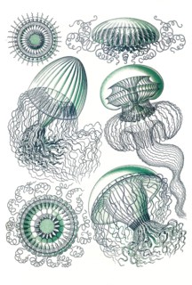 Leptomedusae
