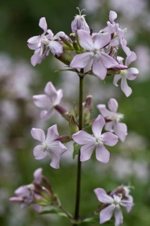 Soapwort