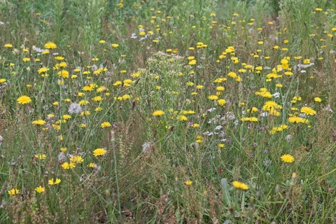 Wildflower meadow with hawkweed