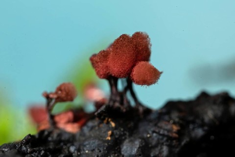 Brick-red stalk slime mould several fruiting bodies with dark stalks and woolly-felty red hats next to each other in front of blue sky