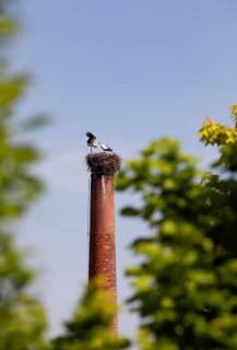 Stork nest with two storks on a chimney