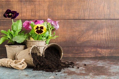 Pansy plants planted peat pots against wooden wall concrete desk
