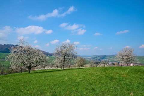 Cherry trees