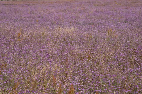 Spotted knapweed