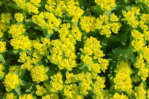 Golden spurge