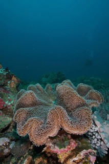 Mushroom leather coral