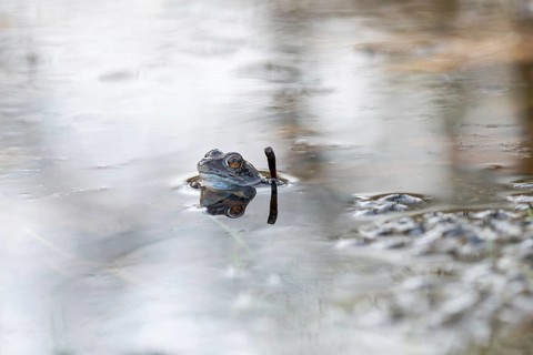 Moor frog