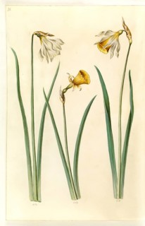 Moschatus