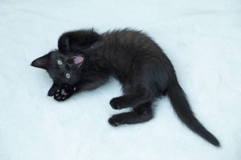 Nine-week-old black kitten lying on floor