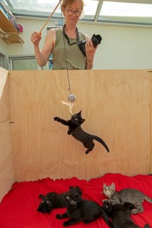 Woman makes nine-week-old kitten jump