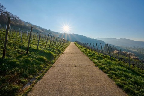 Vineyard path