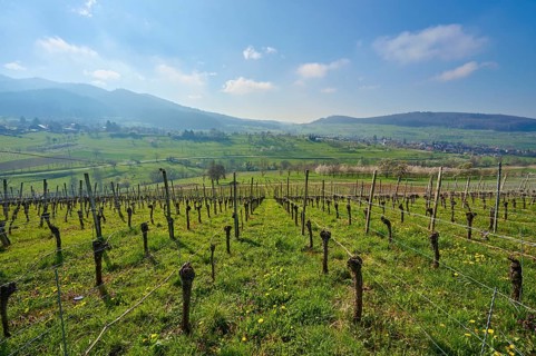 Vineyard