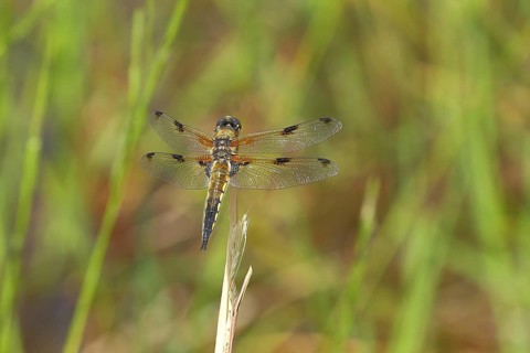 Four-spotted chaser