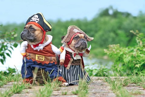 Pair of funny French Bulldog dogs dressed up with pirate and pirate bride costumes with hat