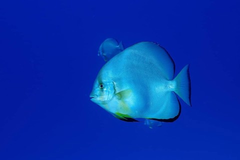 Orbicular batfish