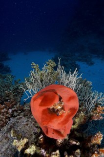 Spawn of Spanish Dancer
