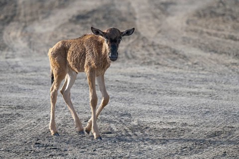 Wildebeest