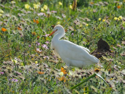 Yellow-billed egret