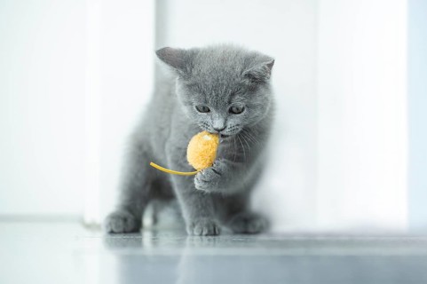 British Shorthair male