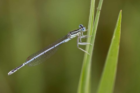 Feather damselfly