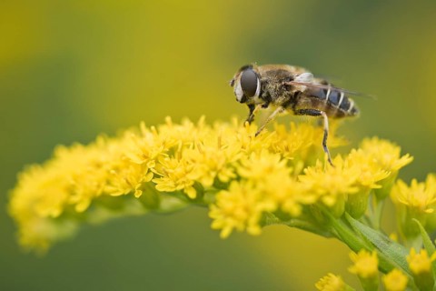 Medium wedge-winged hoverfly