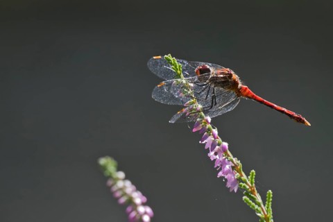 Vagrant darter