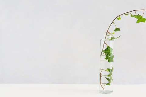 Close up ivy transparent glass bottle white desk against background