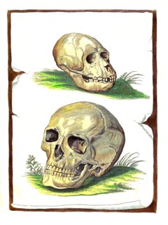 Mammals
